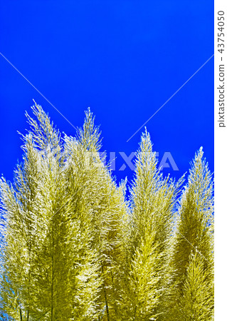 Plant Plant 43754050