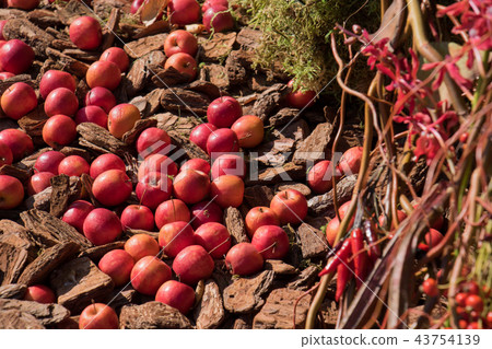 滾動入庭院的蘋果，秋天圖像 43754139