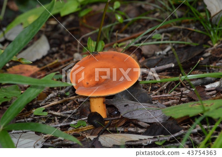 Lactifluus volemus 43754363