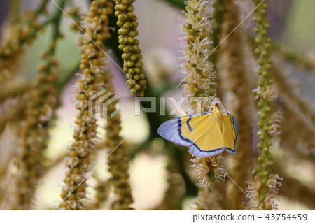 Yellow butterfly flying and swarm a palm flower Yellow butterfly flying and swarm a palm flower 43754459