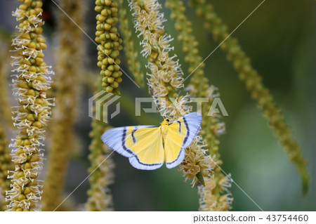Yellow butterfly flying and swarm a pollen of palm Yellow butterfly flying and swarm a pollen of palm 43754460
