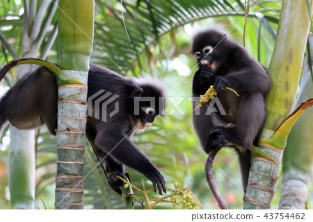Leaf monkey , Wild animals are eating fruit  43754462