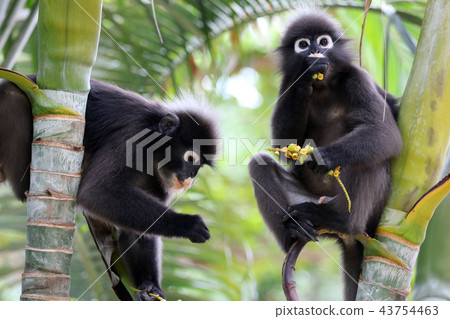 Dusky langur, Wild animals are eating fruit  43754463