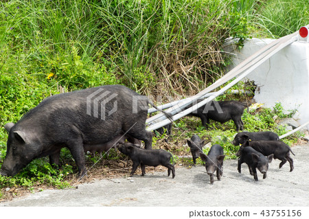 蘭嶼山豬 43755156