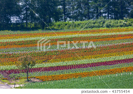 Biei scenery Summer Four seasons hill 43755454