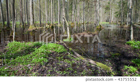 Stand in springtime with water and anemone flowers 43755552