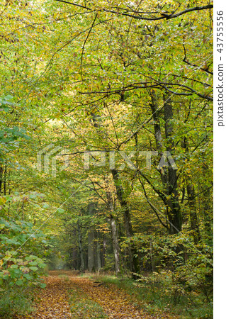 Autumnal ground road in midday 43755556