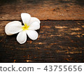 Close up white plumeria flower and white stone on  43755656