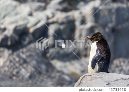 旭山動物園企鵝 旭山動物園企鵝 43755658