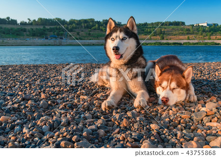 Portrait of Siberian husky dogs. 43755868