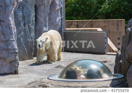 旭山動物園父母和孩子們從圓頂觀看北極熊 旭山動物園父母和孩子們從圓頂觀看北極熊 43755870