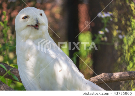 Asahiyama Zoo Snowy Owl Stock Photo 43755960 Pixta