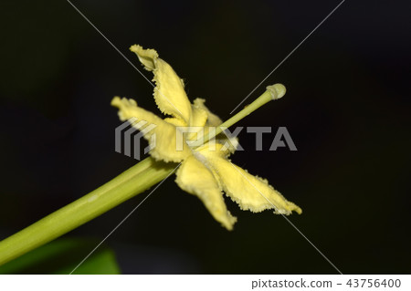 夏威夷Arla的瀕危物種 43756400