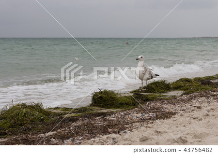 Brown windy seagull against storm sea Brown windy seagull against storm sea 43756482