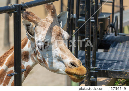 旭山動物園麒麟 43756549