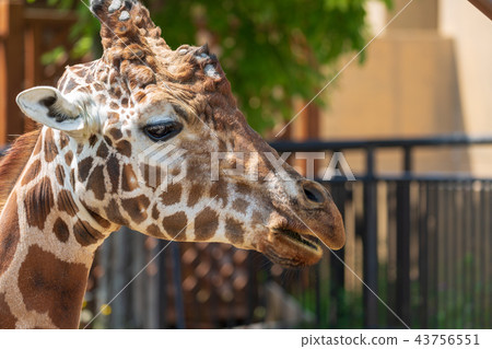旭山動物園麒麟 43756551