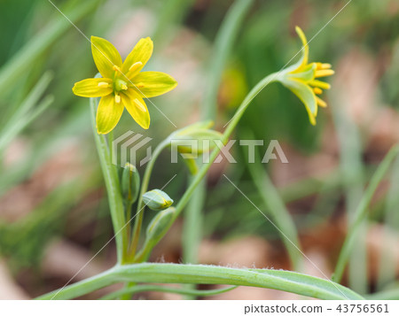 Kibana Noahana 43756561