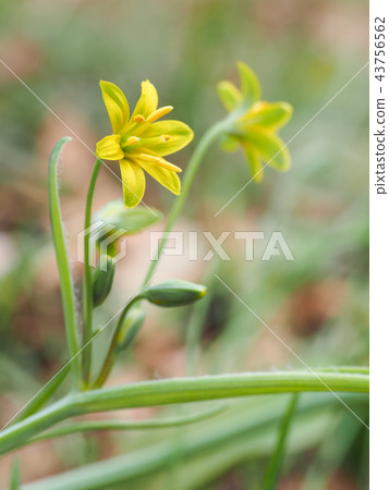 Kibana Noahana 43756562