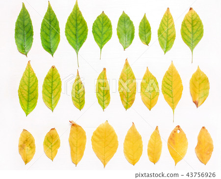 background of yellow  leaves.  Autumn concept 43756926
