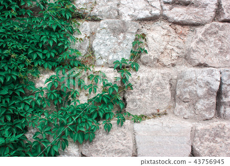 wall of large old stones with branches green ivy 43756945
