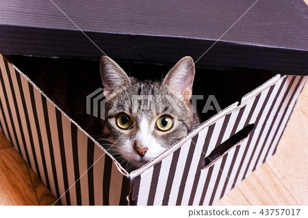 Funny kitten sits in a striped box Funny kitten sits in a striped box 43757017