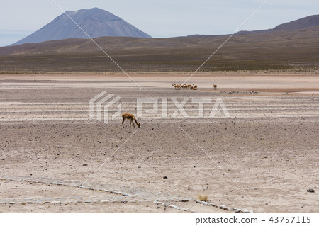 lama Vikunja (Vicugna vicugna) lama Vikunja (Vicugna vicugna) 43757115