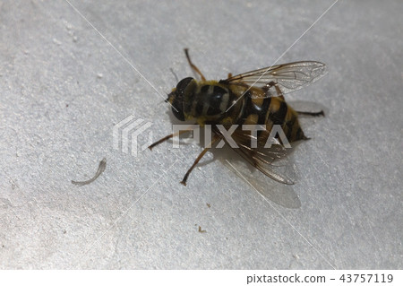 Macro bee sting 43757119