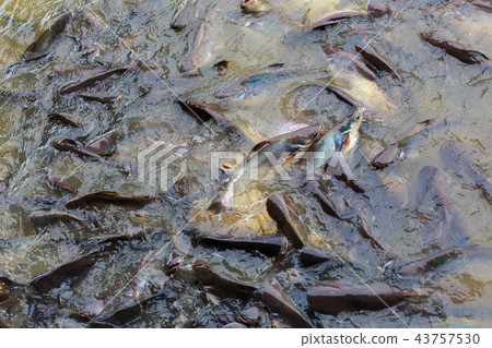 The iridescent shark (Pangasianodon hypophthalmus) The iridescent shark (Pangasianodon hypophthalmus) 43757530