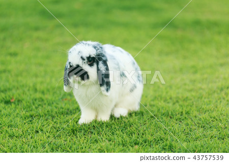 Holland Lop Rabbit Holland Lop Rabbit 43757539