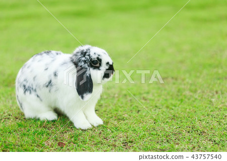Holland Lop Rabbit Holland Lop Rabbit 43757540