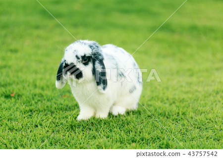Holland Lop Rabbit Holland Lop Rabbit 43757542