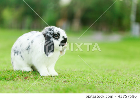 Holland Lop Rabbit Holland Lop Rabbit 43757580