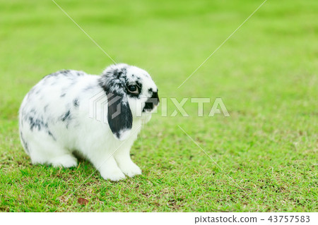 Holland Lop Rabbit 43757583