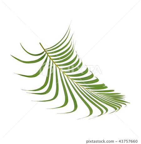 green palm leaf on white background green palm leaf on white background 43757660