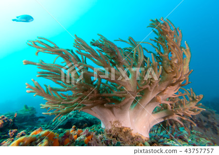 The colorful coral in the coral reef The colorful coral in the coral reef 43757757