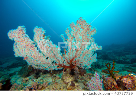 The colorful coral in the coral reef 43757759