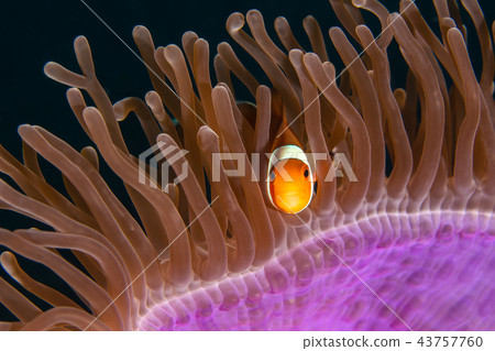 The clown anemone fish The clown anemone fish 43757760