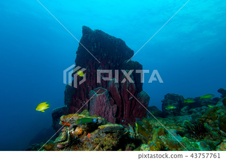 The colorful coral in the coral reef 43757761