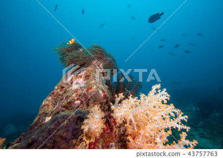 The colorful coral in the coral reef The colorful coral in the coral reef 43757763