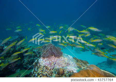 The school of yellow strip fish 43757764