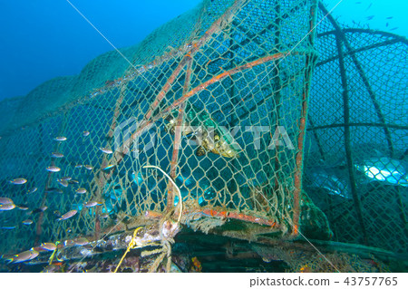 The fish in the fish trap The fish in the fish trap 43757765