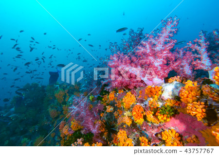 The colorful coral in the coral reef The colorful coral in the coral reef 43757767