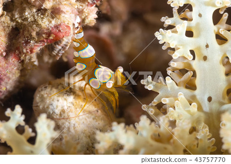 The sexy shrimp in the coral The sexy shrimp in the coral 43757770