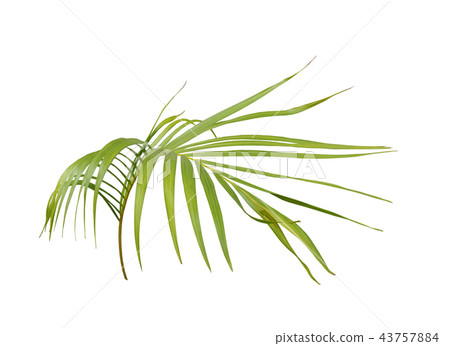 green palm leaf on white background green palm leaf on white background 43757884