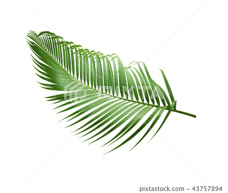 green palm leaf tree isolated on white background green palm leaf tree isolated on white background 43757894