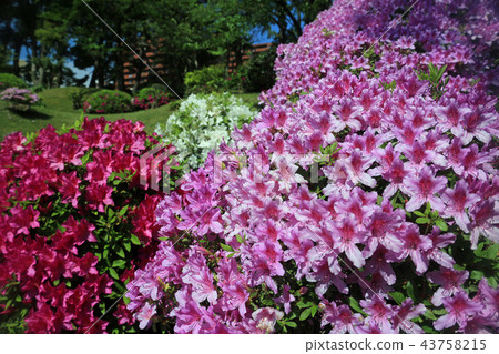 Azalea 43758215