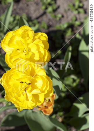 Yellow flowers in bloom 43758489