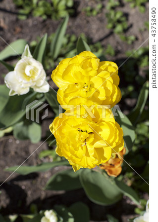 Yellow flowers in bloom Yellow flowers in bloom 43758490