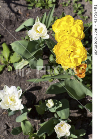 Yellow flowers in bloom Yellow flowers in bloom 43758491