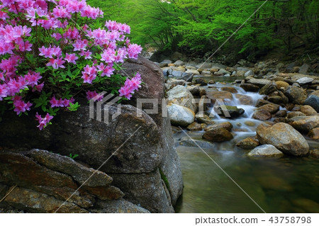 杜鵑花，花，春天，danggung谷，Namwon，落葉灌木 43758798
